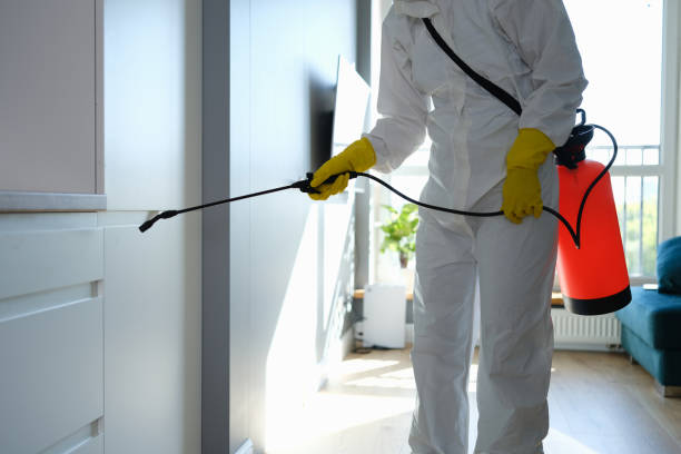 Best Mold Remediation Services  in Point Pleasant, WV