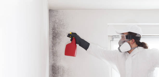 Best Attic Mold Removal  in Point Pleasant, WV