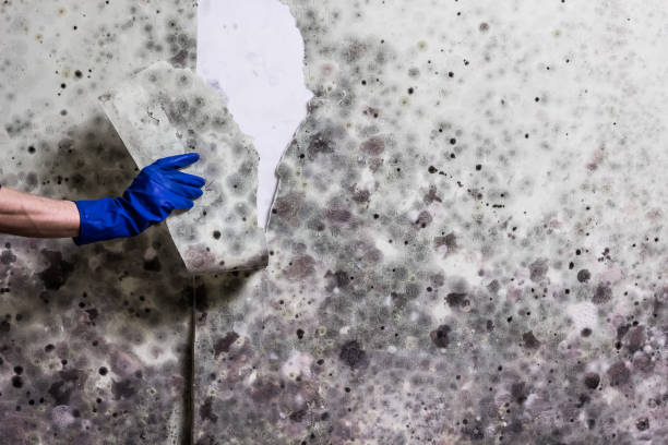 Best Affordable Mold Removal  in Point Pleasant, WV