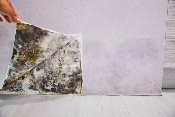 Professional Mold Removal in Point Pleasant, WV